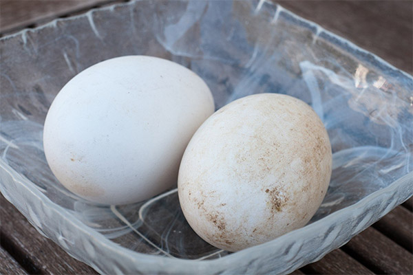 Goose eggs application in cosmetology