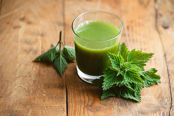 Recipes of folk medicine based on nettles