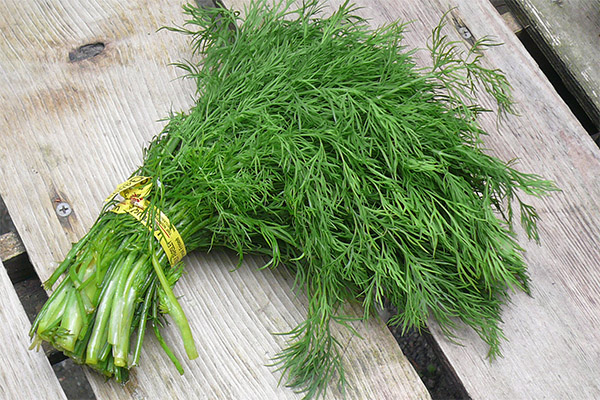 Recipes of folk medicine based on dill