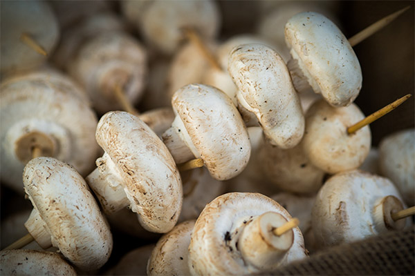 Shish kebab of champignons