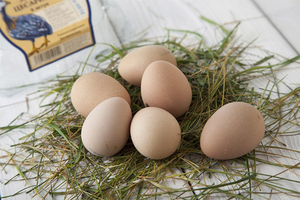 Shells of guinea fowl eggs