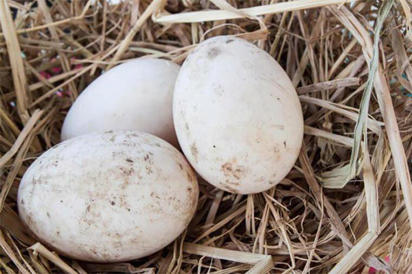 Duck eggs in medicine