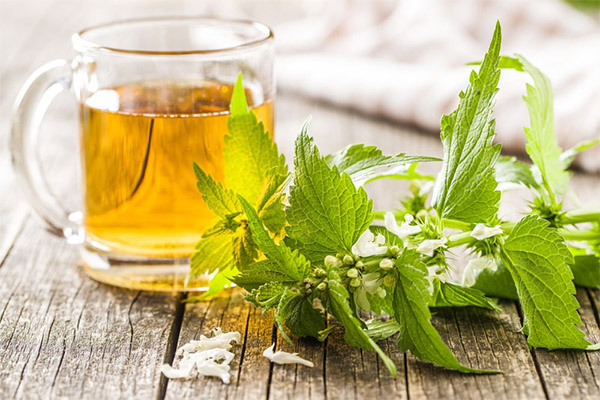 Nettle tea in pregnancy