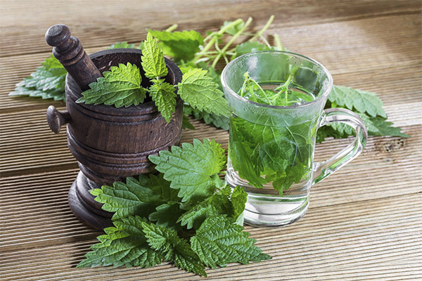 Nettle Tea in Medicine