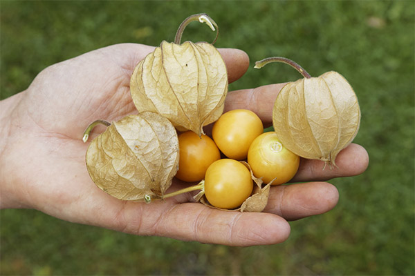 Physalis pentru femei