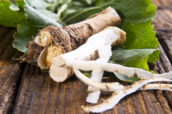 Horseradish in medicine