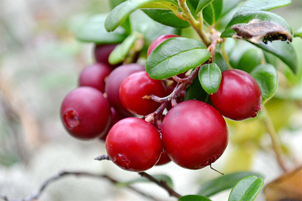 Ενδιαφέροντα γεγονότα για το Lingonberry