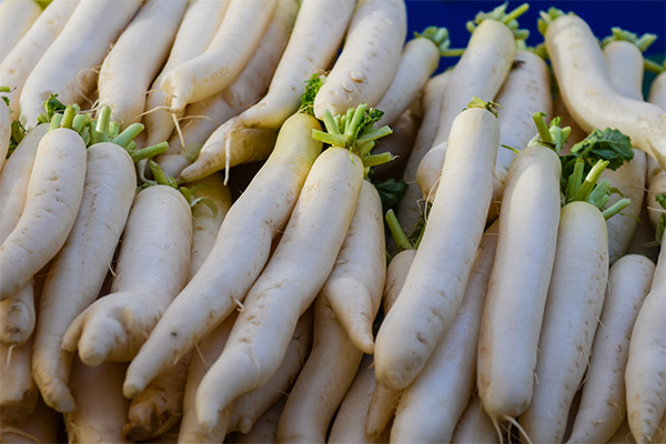 Ενδιαφέροντα στοιχεία για το Daikon