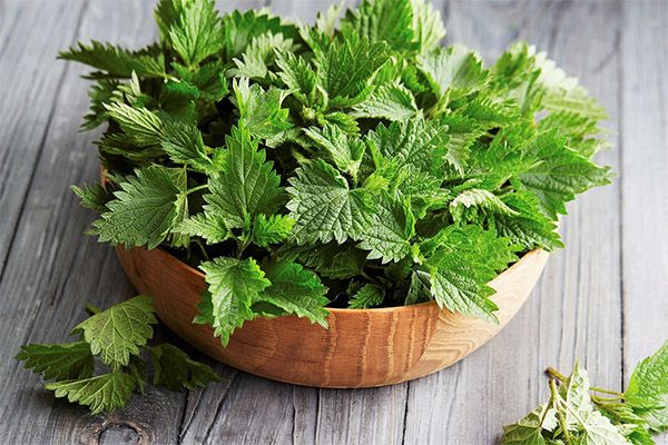 Interesting facts about nettles