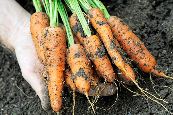 Interesting facts about carrots