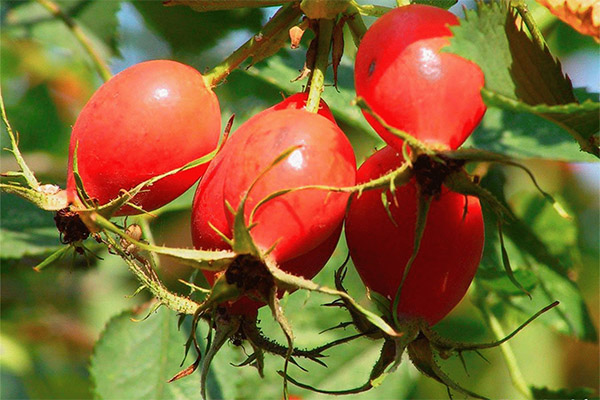 Interesting facts about rosehips