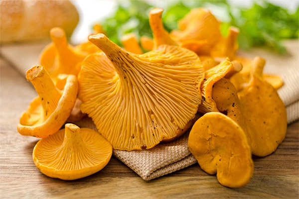 Using chanterelles as an anthelmintic