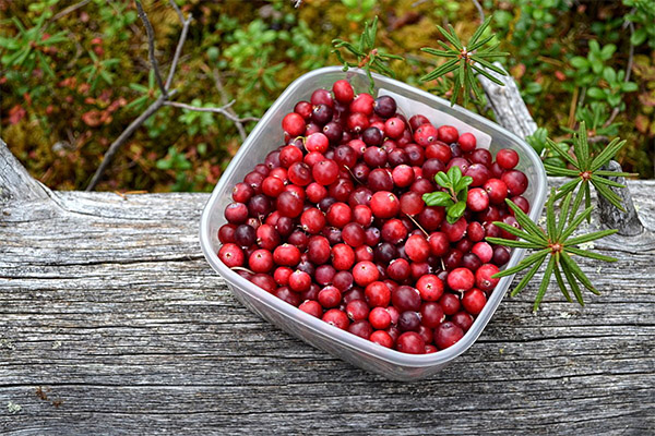 Comment récolter les canneberges pour la confiture