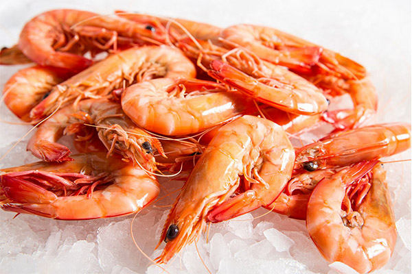 Shrimp in medicine