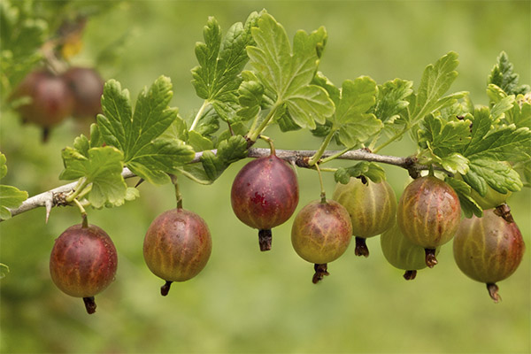 Gooseberry in medicine