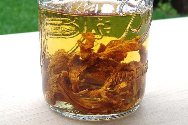 Tinctures on chanterelles