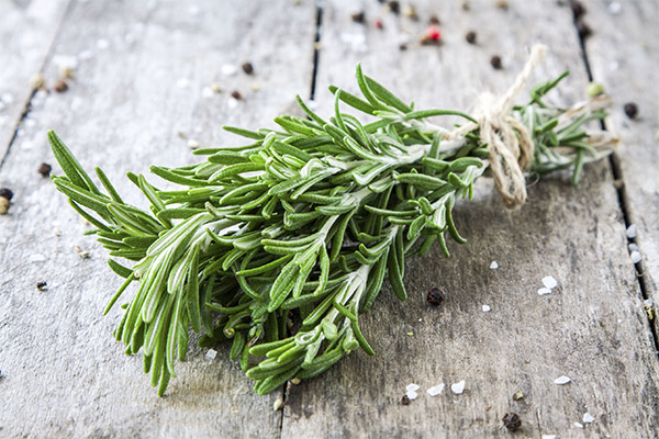 Useful properties of rosemary