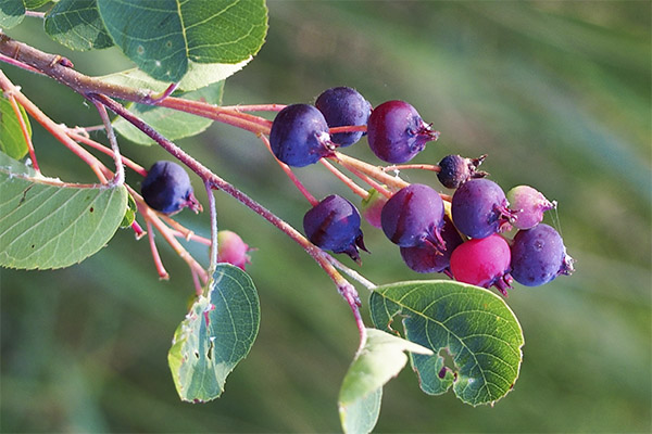 The benefits and uses of the leaves of the gooseberry