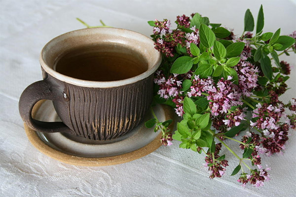 Oregano tējas ieguvumi un kaitējums