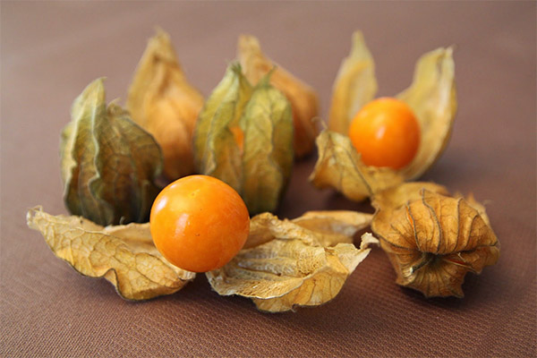 Physalis priekšrocības un kaitējums