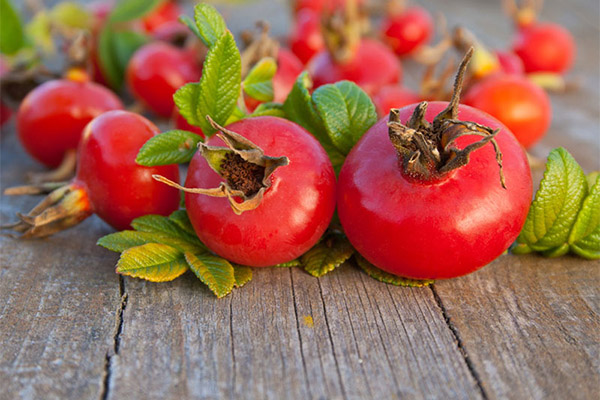 Rosehip priekšrocības un kaitē