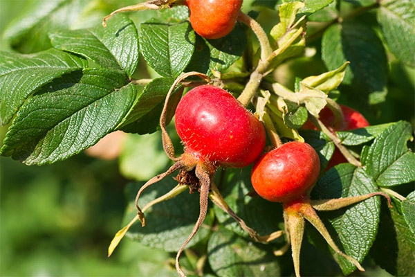 Rose hips în medicină