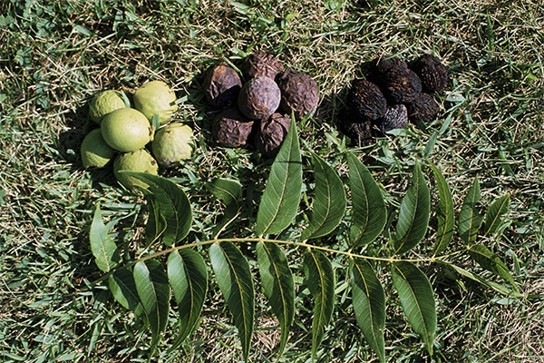 What is the usefulness of black walnut leaves