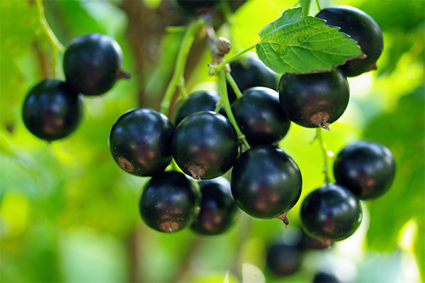 Black currant in medicine