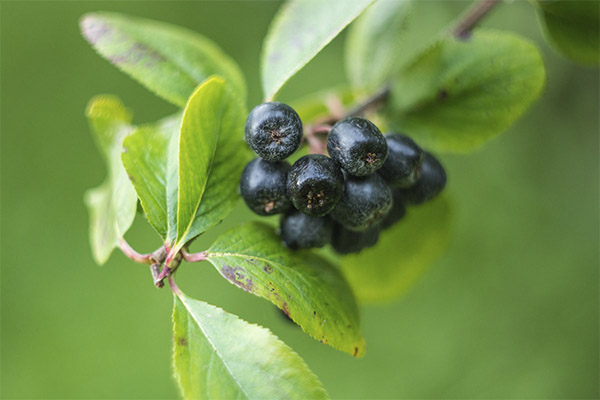 Blackthorn rowan în medicină