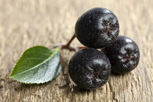 Ενδιαφέροντα στοιχεία για το Blackthorn