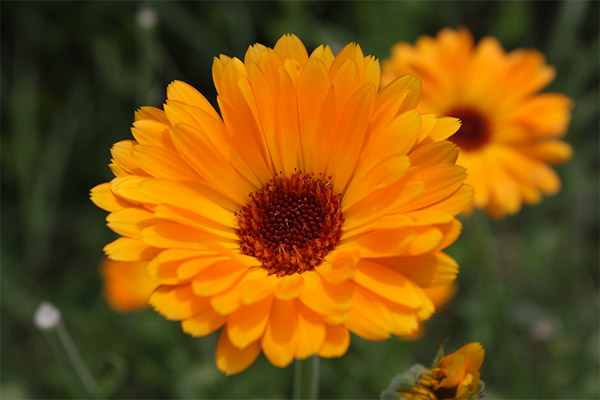 Interesting Facts about Calendula