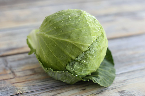 Interesting facts about cabbage