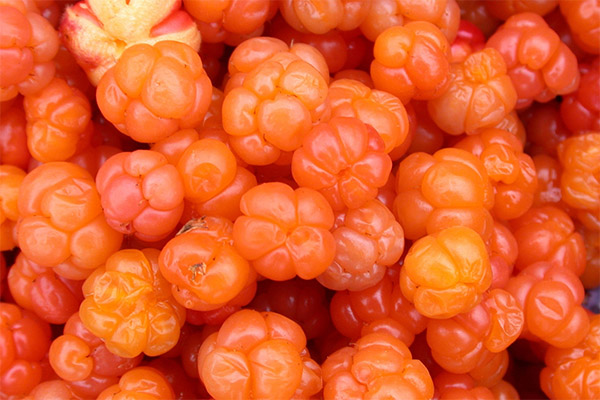 Interesting facts about cloudberry