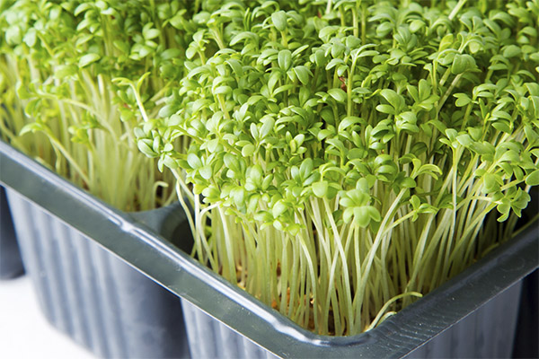 How to grow garden cress