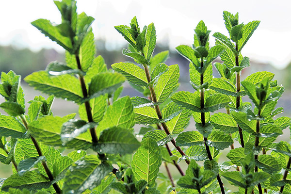 When to pick and how to store mint