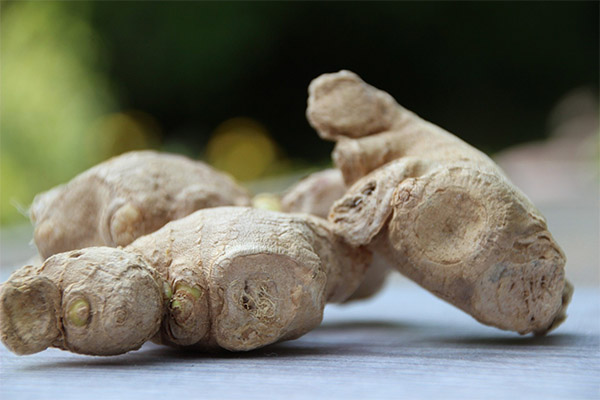 Ginger Root in Medicine