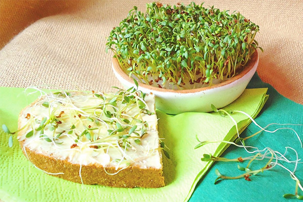 Garden cress in cookery