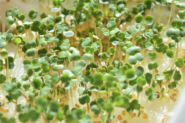 Cress in medicine