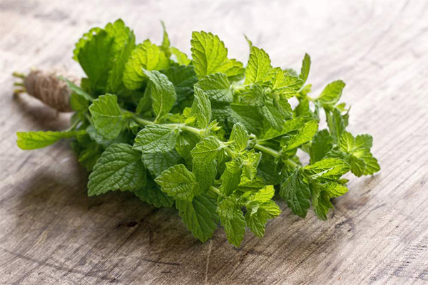 Mint for Medicine