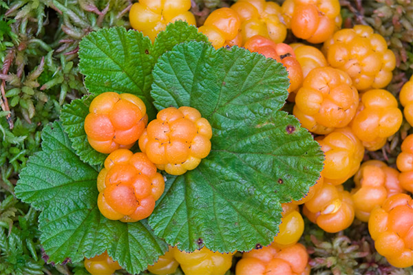 Cloudberry v kozmetológii