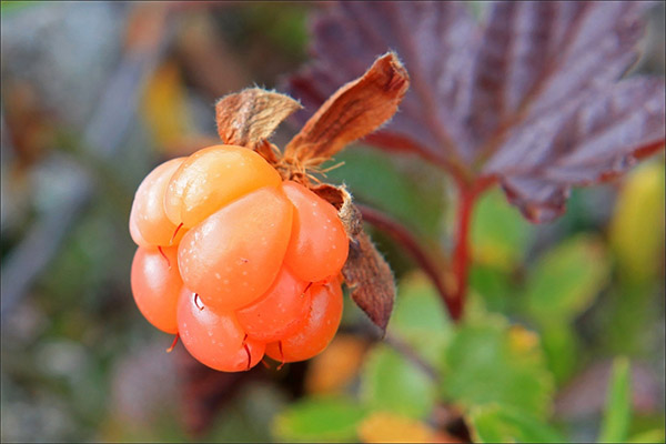 Cloudberry in medicine