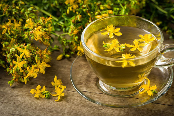 Useful properties of tea from St. John's wort