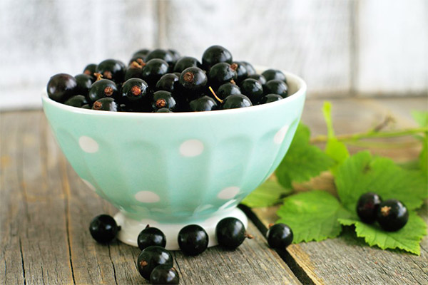 Useful properties of black currant