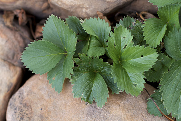 Strawberry Leaf Benefits