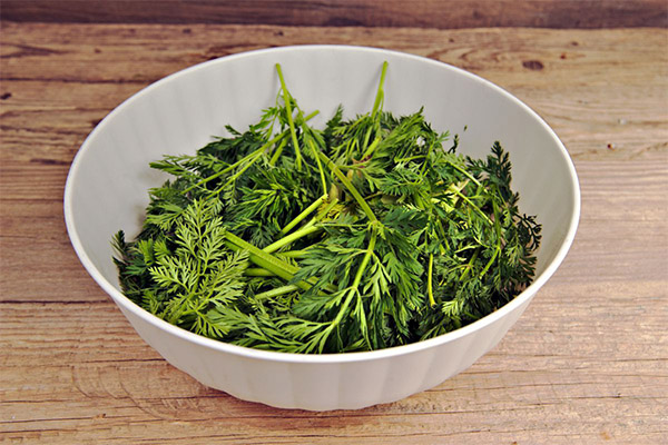 Recipes for folk medicine based on carrot tops