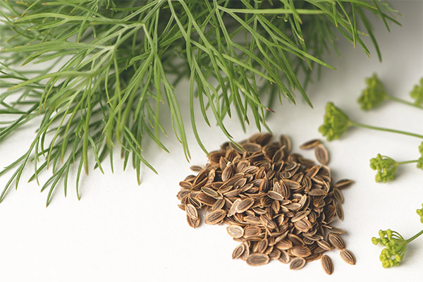 Recipes of folk medicine based on dill seeds