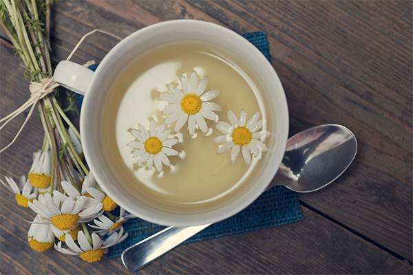 Chamomile tea in pregnancy