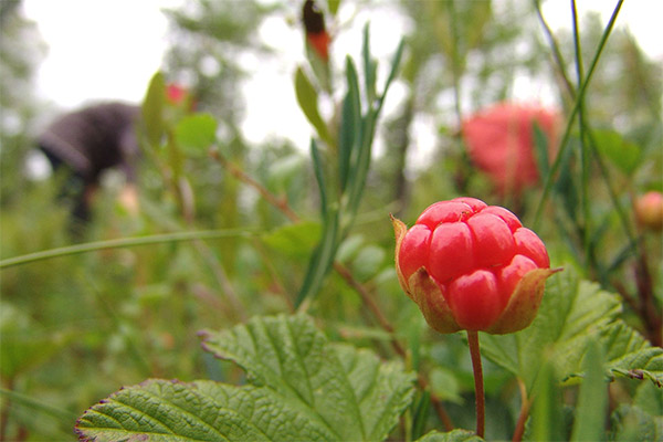 Cloudberry harvesting and storage