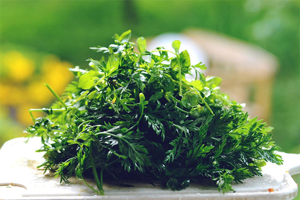 Carrot tops cooking and storage