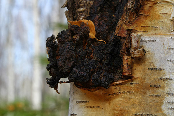 Γιατί είναι χρήσιμο το Chaga;